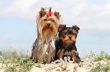 YORKSHIRE TERRIER 001